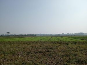 Photo of the vast field was taken from the Subject Suchitra Biswas' birth village. The EI's village is on the Horizon in the photo.